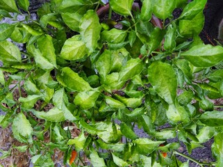 a thriving chili plant