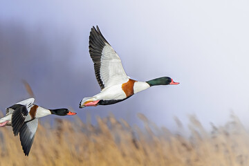 flying shelduck