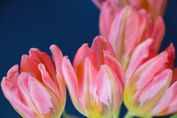Close-up of pink tulips on a dark blue background for a banner, studio photo