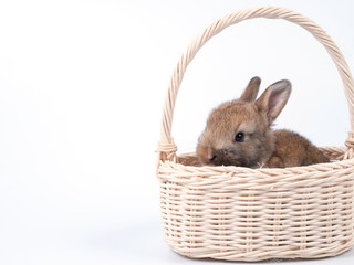 Cute rabbit in wicker basket isolated on yellow background.