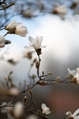 White Magnolia in blossom