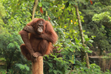 Orangutan sitting on a tree trunk