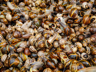 close up of a snails on the market, sold for traditional mallorcan snail dish