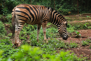 Fototapeta na wymiar Young zebra horse looking for food