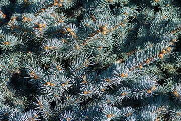Naklejka na ściany i meble Coniferous spruce tree in sunbeams close up