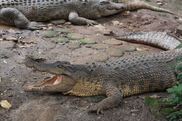 Crocodile with mouth open waiting for food