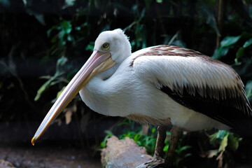 Australian pelican standing on a trunk 