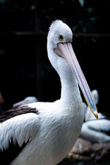 Portrait of adult Australian pelican 