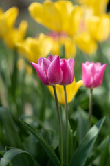 Tulips in blossom