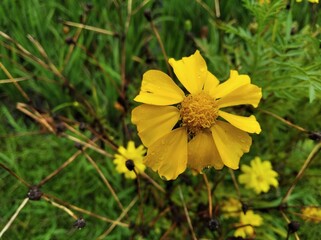 Yellow flowers that thrive