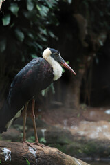 Asian woolly neck standing on a tree trunk