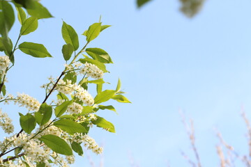 blooming branch of white bird cherry at sunset against the blue sky