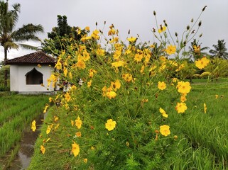 Yellow flowers that thrive