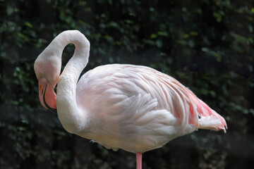 Fototapeta na wymiar White and pink big bird greater flamingo