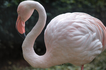 Close up of beautiful white and pink greater flamingo