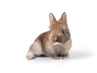 Obraz premium Brown adorable baby rabbit on white background