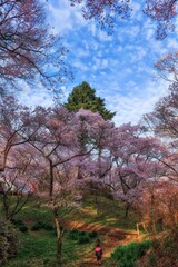 長野県・春の高遠城址公園の風景