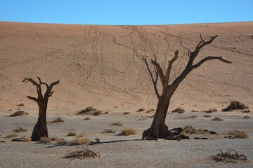 Kameldornbaum vor den Sanddünen bei der Düne 45 im Namib-Naukluft Nationalpark. 