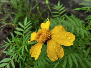 Fototapeta premium Yellow flowers that thrive
