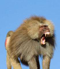 Royal baboon male showing sharp teeth demonstrating command power