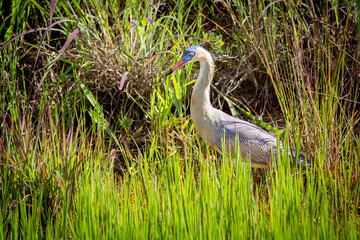 white heron among the tall marsh vegetation