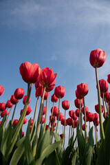 cheerful bright red tulips from below against the blue sky