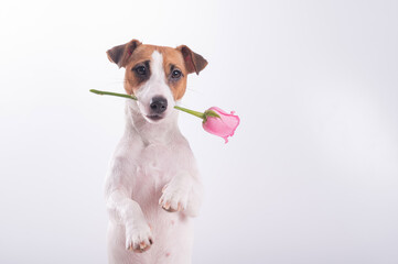 Jack Russell Terrier holds flowers in his mouth on a white background. A dog gives a romantic gift on a date