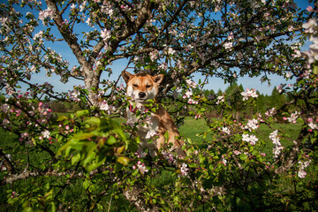 Cute dog on a background of colorful flowers. Shiba Inu looks out from behind the flowering branches of an apple tree. Spring portrait of a dog. A cheerful dog sits on a tree