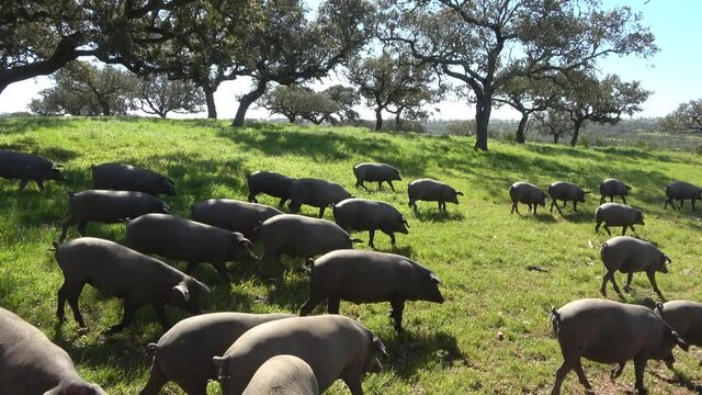 Iberian pigs grazing in the Huelva countryside. Pigs in the pasture with holm oaks in Andalusia, Spain