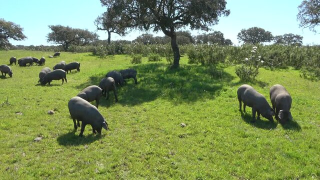 Iberian pigs grazing in the Huelva countryside. Pigs in the pasture with holm oaks in Andalusia, Spain