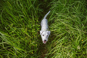 Portrait of a white dog.cute dog.parson terrier looks at the camera.