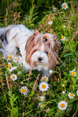 Beaver York Terrier looks at the camera. Portrait of a small puppy. Cute dog on the background of motley grass