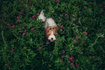 Beaver York Terrier looks at the camera. Portrait of a small puppy on top. Cute dog on a background of colorful flowers. Cute Pets