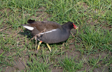 Moorhen eating grass on the banks of a river