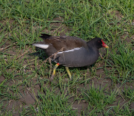 Moorhen feeding on the banks of the river