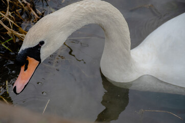 Mute Swan in a river