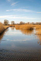 Smooth and rippled water in a Dutch nature reserve. The blue sky and the yellow plumes of reed are reflected in the water surface. It's a sunny day at the end of the winter season.