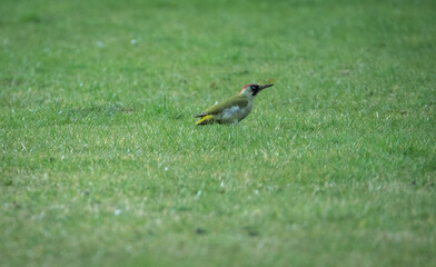 Green woodpecker in some grass, looking towards the right