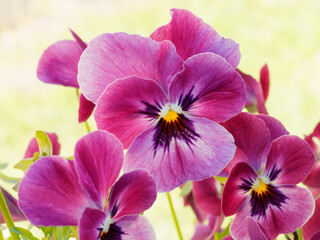 Die leuchtenden Blütenfarbe dieses Stiefmütterchens oder Viola wittrockiana. Eine Mischung aus rosa, rote, weiße und lila