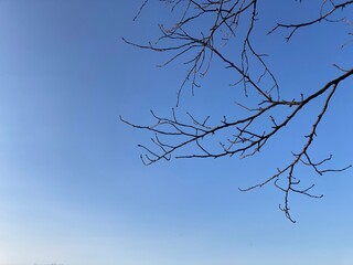 空と木の枝のシルエット