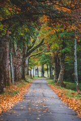 Herbstliche Baumallee