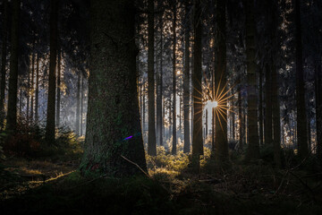 Fototapeta premium Sun casting shadows in the woods of Feldberg, Germany