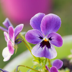 Fototapeta na wymiar Die leuchtenden Blütenfarbe dieses Stiefmütterchens oder Viola wittrockiana, eine Mischung aus rosa, rote, weiße und lila