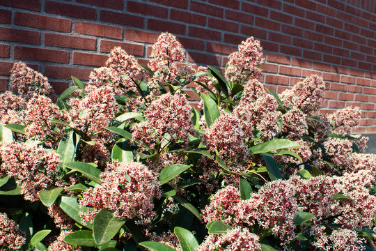 Skimmia japonica bush in garden in spring. Flora and flowers in April
