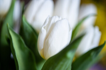 Fototapeta na wymiar fiore di tulipano bianco con sfondo delicato e sfumato