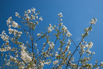 Spring flowering cherry tree. Branches of white flowers against a blue sky.