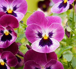 Die leuchtenden Blütenfarbe dieses Stiefmütterchens oder Viola wittrockiana, eine Mischung aus...