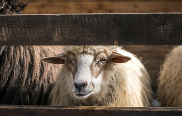 Sheep in the stall of a wooden barn. Farm in Scotland