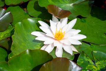 Wet water lily leaves and white flowers in warm day in the summer or spring. Raindrops on the fresh green lily leaves floating on the water in the koi pond or garden pool. 
