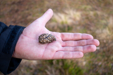 man's hand holding a single small conifer cone in the fall forest. Showing a cone in the cold, brown woods or yellowed field
